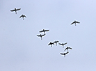 格罗德诺上空的一群天鹅