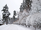 莫吉廖夫佩乔尔森林公园的冬季活动