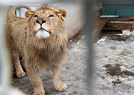 一位农民在明斯克附近开设了一家饲养野生动物的私人动物园