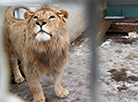 一位农民在明斯克附近开设了一家饲养野生动物的私人动物园