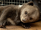 维捷布斯克动物园的泰迪熊