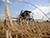 В Беларуси намолочено 7,8 млн тонн зерна