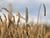 В Беларуси намолотили 8 млн тонн зерна