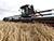В Беларуси намолочено 7 млн тонн зерна с учетом рапса