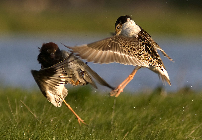 濒危珍稀鸟类春天在图洛夫草原沼泽地上筑巢