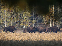 Belarusian aurochs