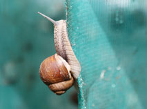 Grapevine snails for export and more: A farm in Belarus is about to gather its first harvest