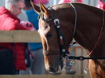 Autumn 2017 Horse Show