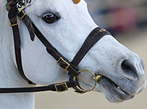 International horse show Spring 2018 in Minsk