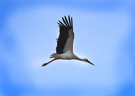 Migrating storks are back home