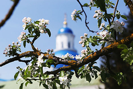 Blossoming gardens in Zhirovichi