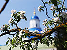 Blossoming gardens in Zhirovichi