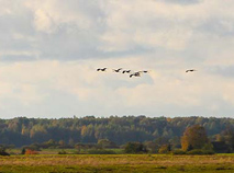 Belarus’ nature: “Birds’ Paradise” of Belarusian Poozerye