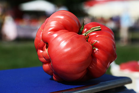 1.165kg champion tomato dubbed as Cavalier Pomodoro