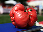 1.165kg champion tomato dubbed as Cavalier Pomodoro