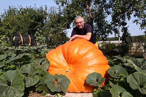 Bright colors of summer harvest 2018