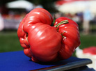 The biggest "Seignior Tomato" of Ivye District