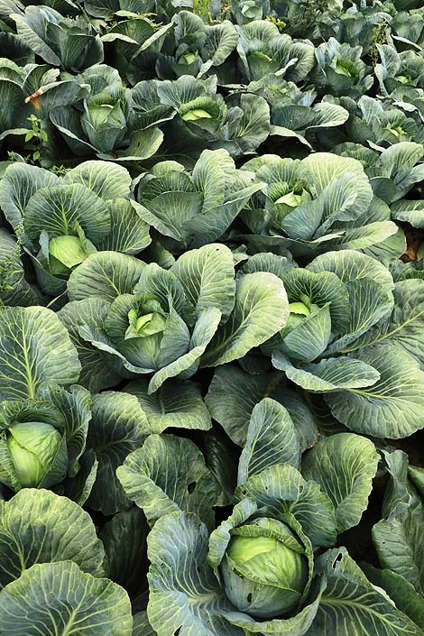 Cabbage harvest in Vasily Zaytsev’s farm