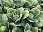 Cabbage harvest in Vasily Zaytsev’s farm