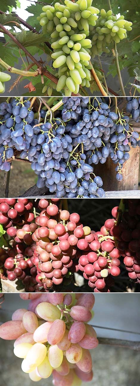 60 varieties of sweet berry: grape harvest grown by Raisa Bukharova