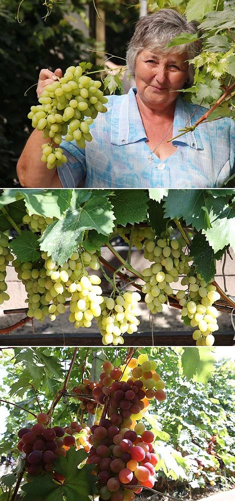 60 varieties of sweet berry: grape harvest grown by Raisa Bukharova