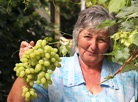 60 varieties of sweet berry: grape harvest grown by Raisa Bukharova