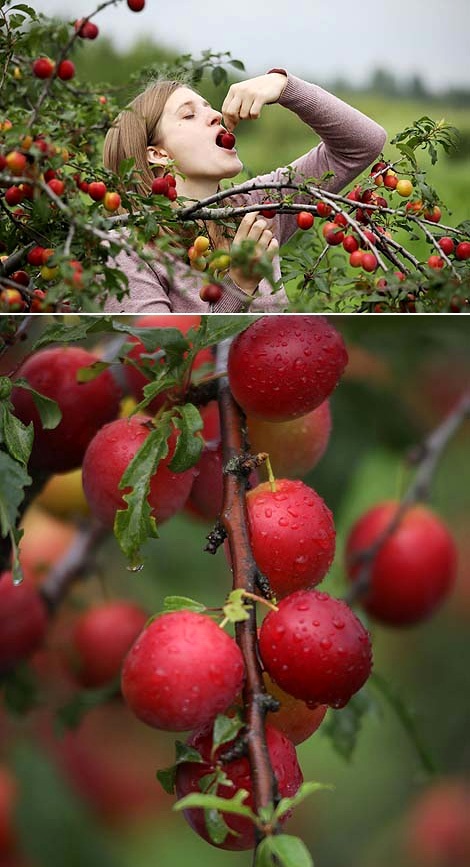 Delicious harvest