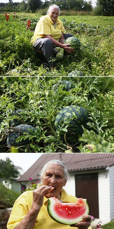 Big watermelon harvest