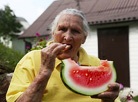 Big watermelon harvest