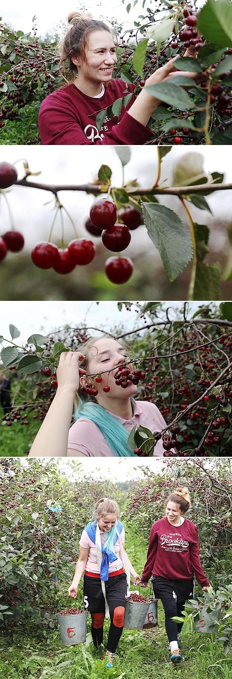 Cherry harvest season