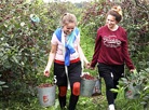 Cherry harvest season