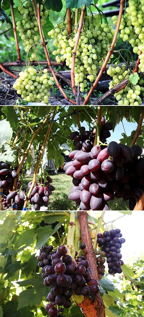 Grape growing workshop