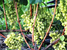 Grape growing workshop