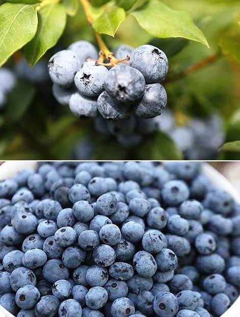 Tonnes of vitamins: Blueberry harvest in Progress Vertelishki farm