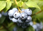 Tonnes of vitamins: Blueberry harvest in Progress Vertelishki farm