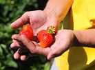 Luninets strawberry