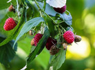 Berries of Polesie