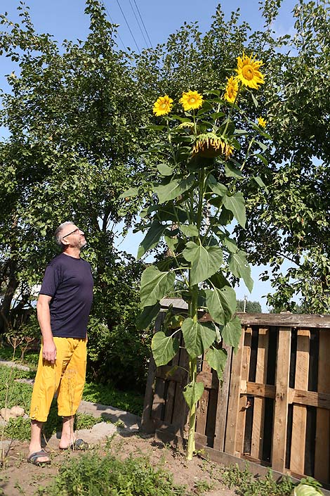 Giant sunflower