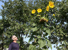 Giant sunflower