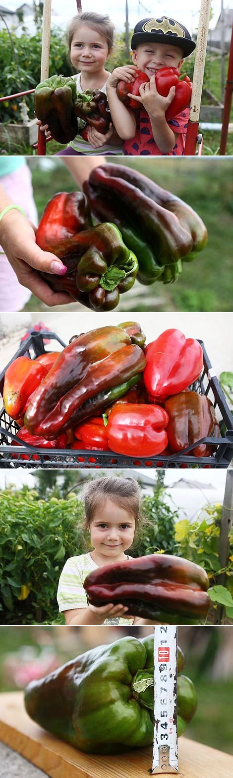 173 grams short of the Guinness record: a giant pepper from Grodno