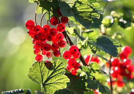 Red Currant