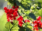 Red Currant