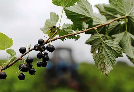 Blackberries