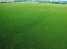 A bird’s eye view: the greenery of cornfields