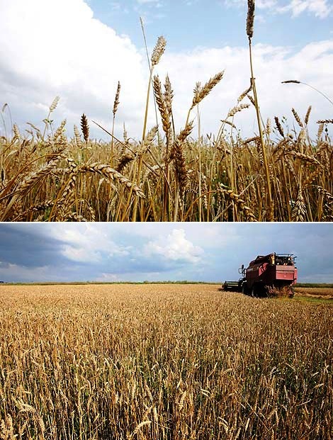 Wheat field 