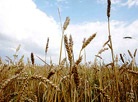 Wheat field 