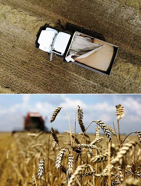 Harvest season in Grodno District