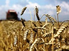 Harvest season in Grodno District