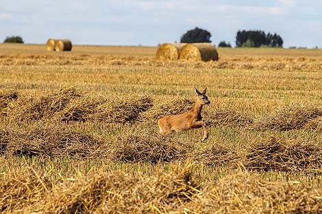 Harvest scenery