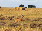 Harvest scenery